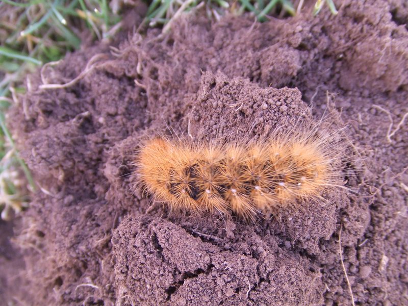 Lepidotterame reatino